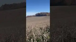 Soybean Fields for Dove Hunt