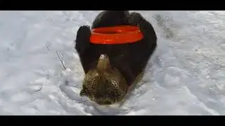 Медведь Мансур и спасательный круг
