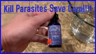 How to Dip Coral to Remove Parasites!