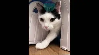 Los videos m&aacute;s graciosos del internet (Try not to laugh 😆)