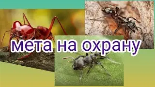 The Ants Underground Kingdom meta for security, top squad for security, best special ants for sec...