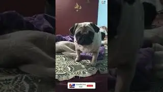 Pug Dog Barking So Cute 🐾❤️❤️ Cute and funny puppy #shorts #ytshorts #pug puppy
