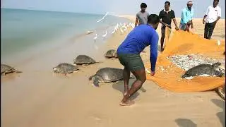 Olive ridley turtle rescue from Dhanushkodi shoreseine
