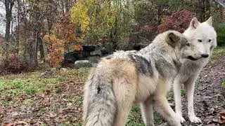 Gray Wolf Pup Nibbles and Grooms Older Brother