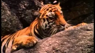 Really Wild Animals: Cool Cats