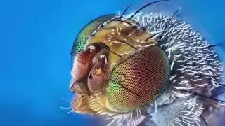 Macrofotografía con StackShot y ZereneStacker
