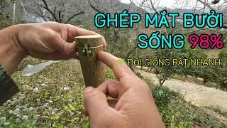👉 Hướng Dẫn Ghép Mắt Cây Bưởi Sang Giống Khác | Đổi Giống Nhanh | 📞 0932 248 418
