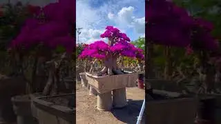 Building a Bonsai Forest in 60 Seconds✅