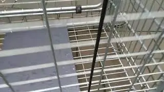 Dog trap cage