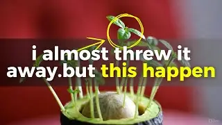 Turn 1 Avocado Pit Into 19 Trees Indoors &ndash; Zero Sun 🥑
