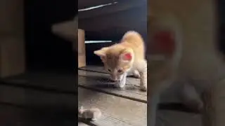 Неужели это промахнулось? #кот #милый #смешной #крыса