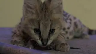 African Serval - 72 Cutest Animals - National Zoo, Canberra