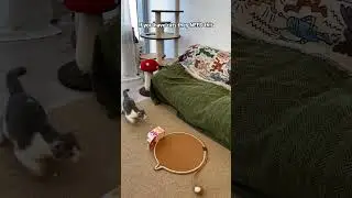 🦜 Watch What Happens When This Toy Moves!