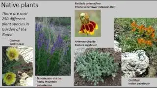 RMFI-Citizen Science Training- Flora of Garden of the Gods