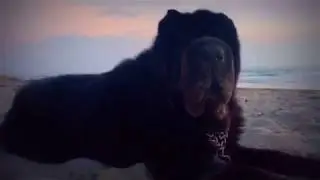 #ASMR. #SHARPEI, #notalk, #Sleepfast, #calming, #relaxing, #sleepfast, #HERO, #KITAFIT