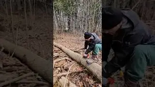 Scouting the cottage for fallen trees 🌳 Stay tuned for stunning woodworking creations! ♻️
