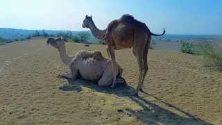 Camel Desert Life in she camel meeting camel meeting 