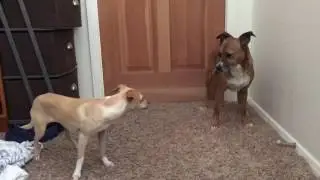 Gypsy And Honey's Awkward Silent Lesbian Fight