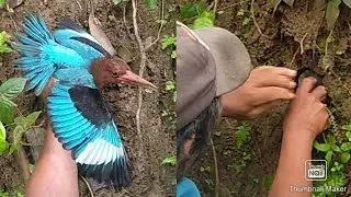PANO MAG HANAP NG PUGAD Ng ibon sA BUTAS NG LUPA