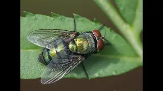 Affordable fly pest control Wellington