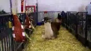 Llama Chewing