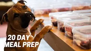 Raw Food Timelapse for Three Staffordshire Bull Terriers - BARF