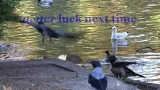 Seagull drops Fish. Crows enjoy Fish.