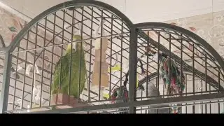 #amazon #africagrey #birds #pets #parrot #viral #video #viralshorts #cute #talkingparot #shortvideo