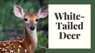 All About White Tailed Deer - Everything You Want To Know