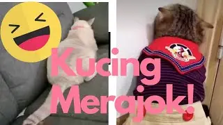 Kucing Merajuk!