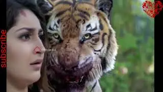 Tiger Attack: The Full Video & Behind the Attack! & Tiger entry infront of a girl, by MANIKANT RAJ
