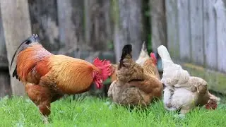 Top 10 Most Expensive Chickens in The World