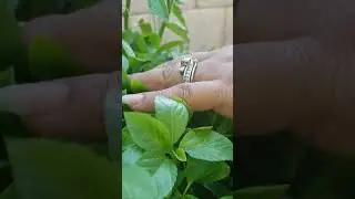 HARVESTING THE SALUYOT #shorts #asmr #juteleaves #satisfyingvideo #molokhia #saluyot