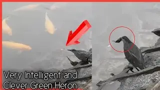 Smart Green Heron [Using Bread As Bait To Catch Fish