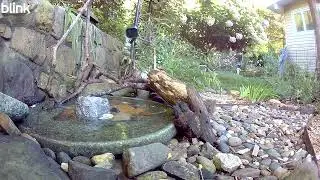 8-23-2025 7:24AM Black Bear