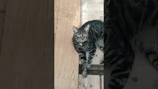 #cat #котик #catlover #кот #кошка #котики #топ #кошки #прикол #юмор