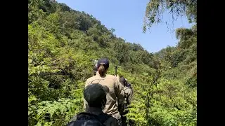 Hiking through the thick forest in Rwanda looking for Gorillas