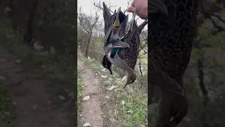 beautiful greenwingteal duck hunting
