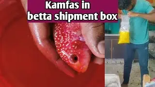 kamfas in Bettas unboxing 😱| Premium Grade imported bettas unboxing | Surprise fishes popped out 😂