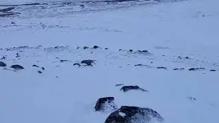 Va&eth;lahei&eth;i, &aacute; fjallask&iacute;&eth;um