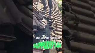 Funny bat infestation on roof (TikTok)😂😂😂