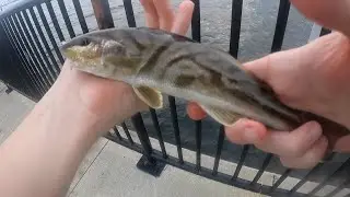 Northern Kingfish Fishing
