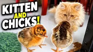 Kitten and Chicks
