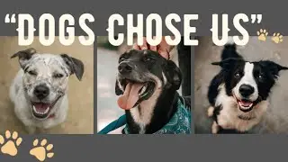 The Real Reason Dogs Choose Humans Over Their Own Kind #dogs