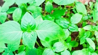 CARA SEMAI POKOK SELASIH/ HOLY BASIL / KEMANGI #backyardgarden #pokokselasih#culinaryherbs