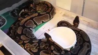 Breeding ball pythons 2015 normal x calico