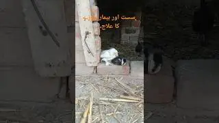 sust or Bimar Chozay ka ilaj #shortsfeed #ytshorts