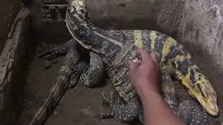 King and Queen of Yellow Hearts - my Varanus cumingi pair