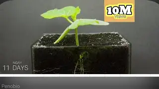 Bi Do || Pumpkin Growing Timelapse || Penobio 