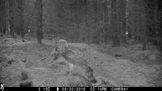Goshawk and sparrowhawk size comparison